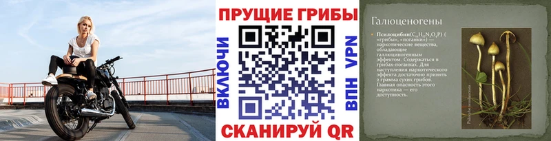 где можно купить наркотик  Асино  kraken онион  Галлюциногенные грибы Psilocybine cubensis 